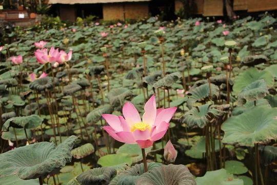 加拿大PC28 数据分析